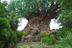 As 10 melhores atrações do Animal Kingdom!!