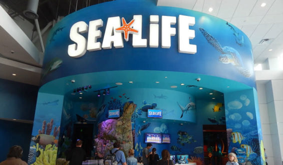 Sea Life Orlando Aquarium já começou a encher seus tanques!!
