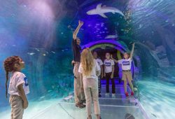 Orlando Sea Life, fomos conhecer os tubarões brancos que chegaram no aquário!!