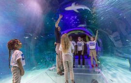 Orlando Sea Life, fomos conhecer os tubarões brancos que chegaram no aquário!!