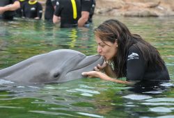 Discovery Cove – Nado com os golfinhos, mais um sonho realizado
