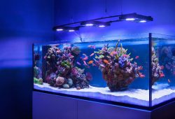 Loja de aquário, peixes e corais em Orlando