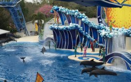 Nossa visita ao Sea World Orlando, todas as novidades!!!