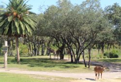 O hotel da Disney com tema da África – Animal Kingdom Lodge