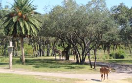 O hotel da Disney com tema da África – Animal Kingdom Lodge