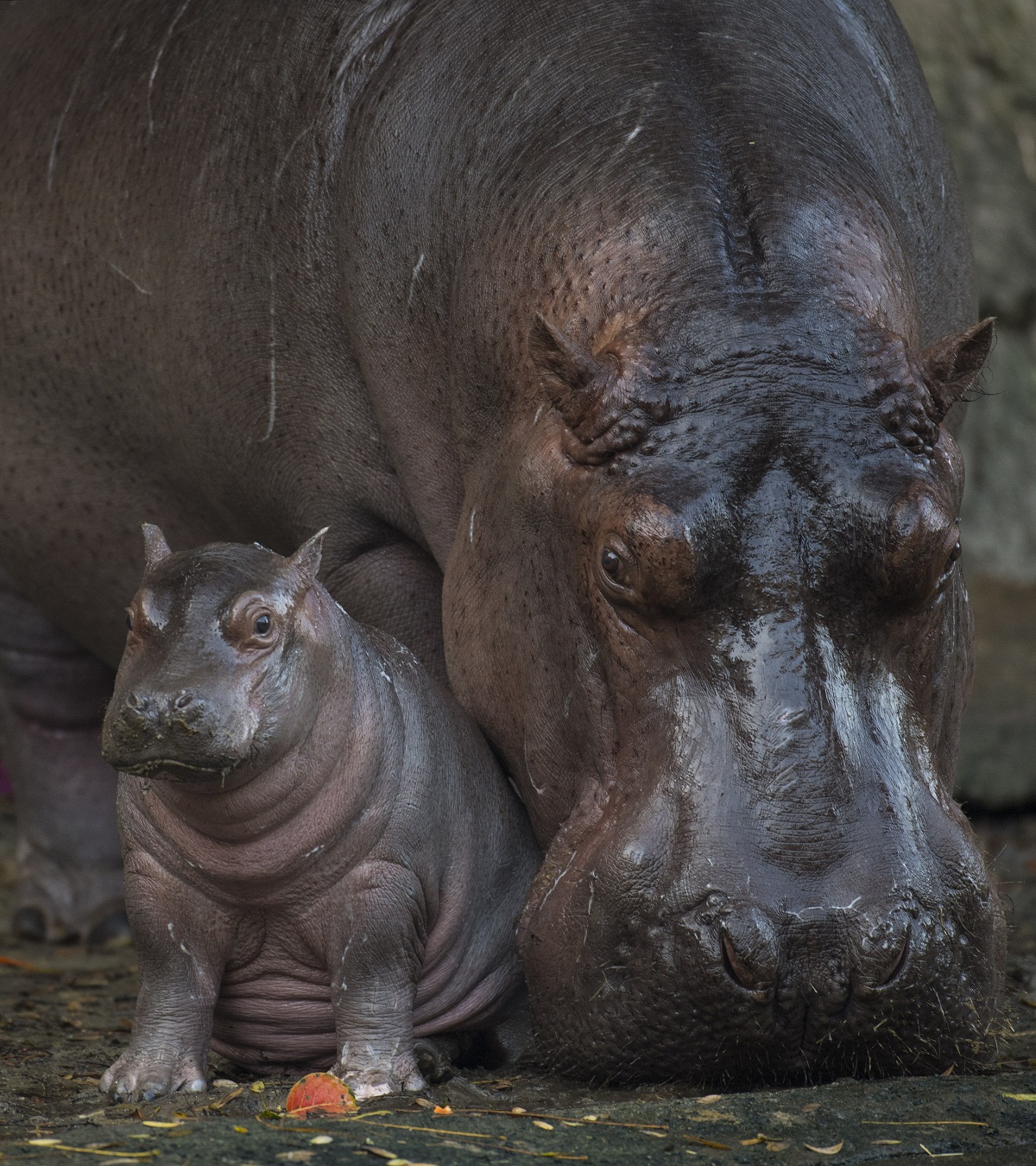 Baby Hippo Born at DisneyÕs Animal Kingdom is a Boy